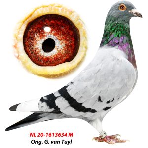 Porumbelul 5